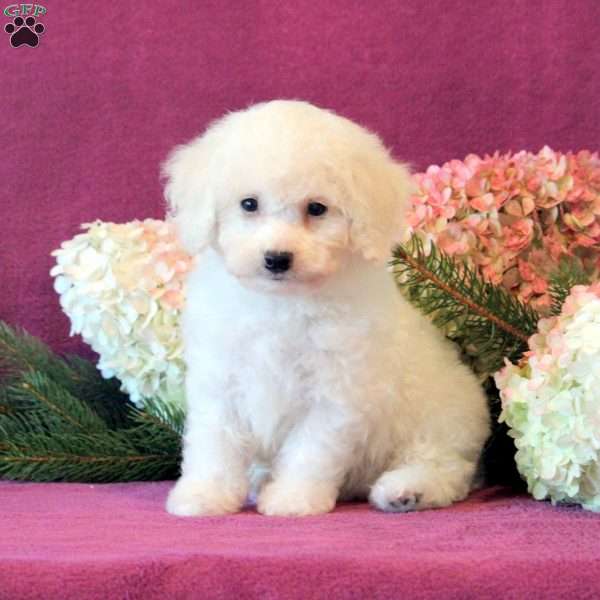 Captain, Bichon Frise Puppy