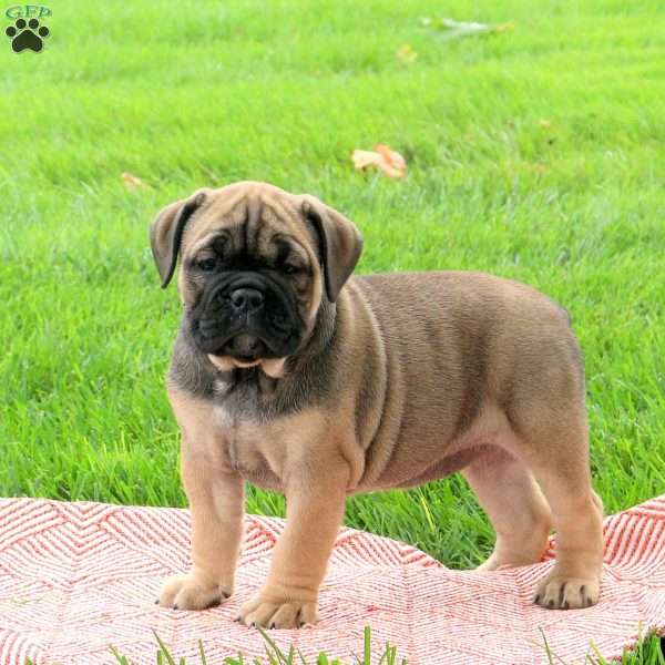 Cara, Olde English Bulldogge Puppy