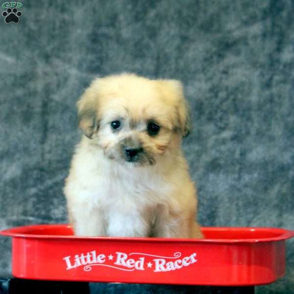 Caramel, Pomapoo Puppy