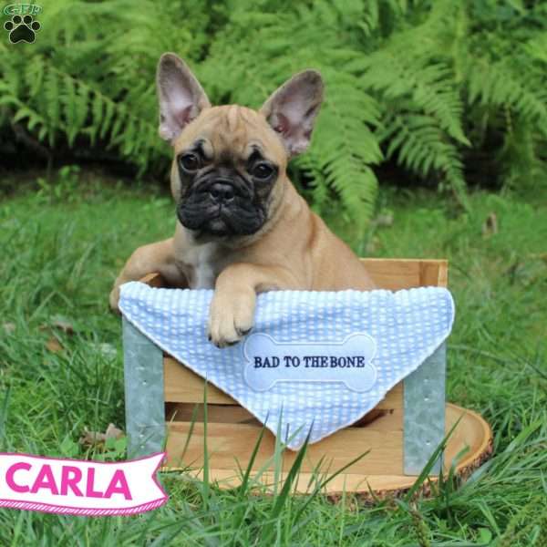 Carla, French Bulldog Puppy