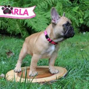 Carla, French Bulldog Puppy