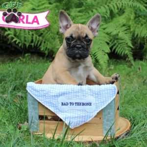 Carla, French Bulldog Puppy