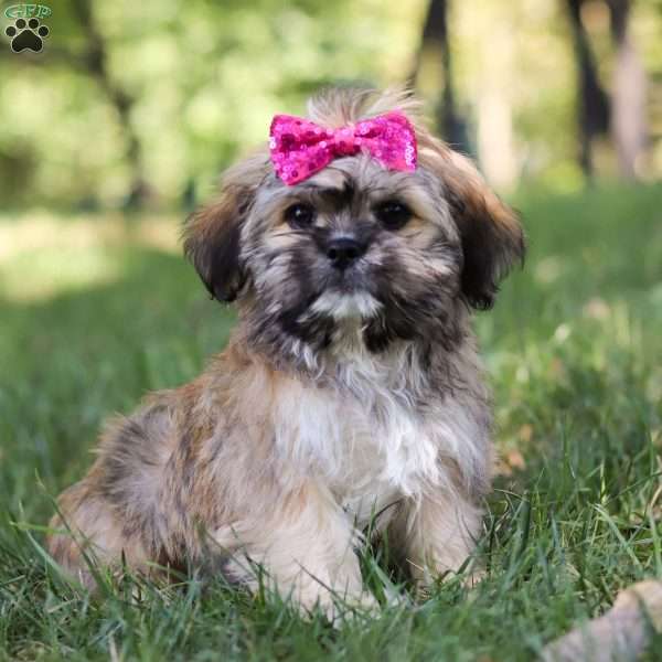 Carly, Lhasa Apso Puppy