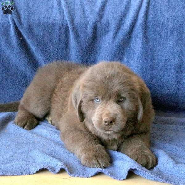 Carmel, Newfoundland Puppy