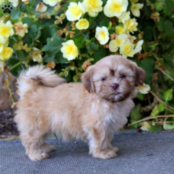 Carmel, Teddy Bear Puppy