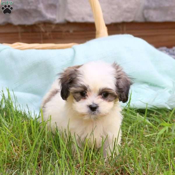 Carrie, Teddy Bear Puppy