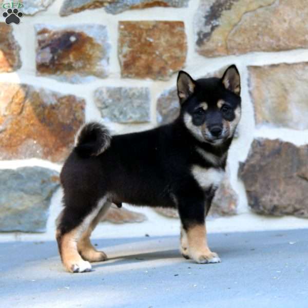 Carson, Shiba Inu Puppy