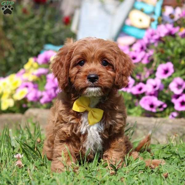 Carson, Cavapoo Puppy