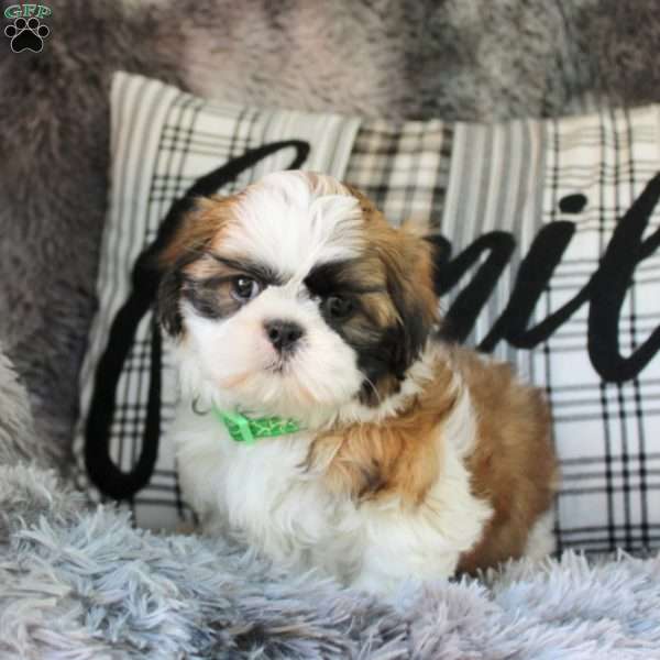 Casey, Shih Tzu Puppy