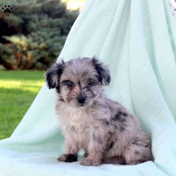 Casper, Mini Aussiedoodle Puppy