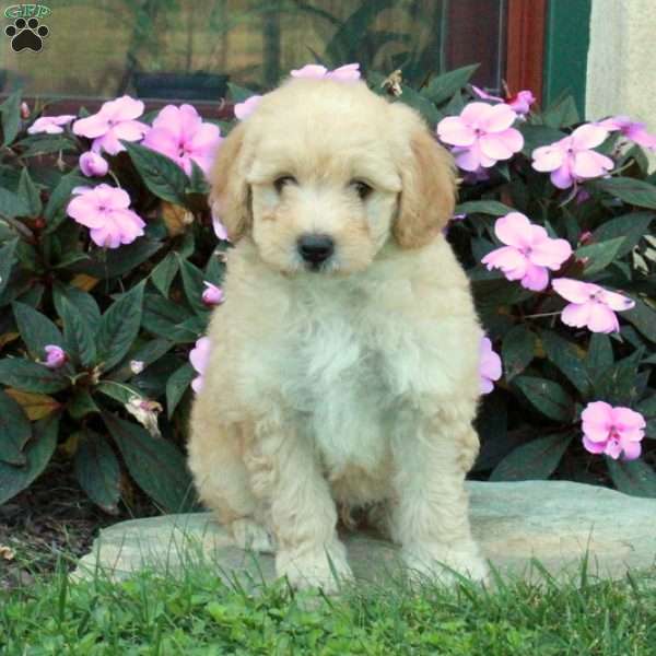 Casper, Mini Goldendoodle Puppy