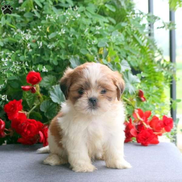 Casper, Teddy Bear Puppy