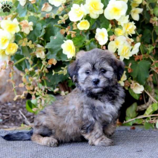 Casper, Teddy Bear Puppy