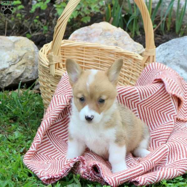 Cassie, Pembroke Welsh Corgi Puppy