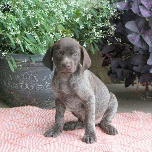 Cassie, German Shorthaired Pointer Puppy