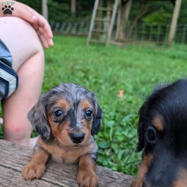 Cassie, Dachshund Puppy