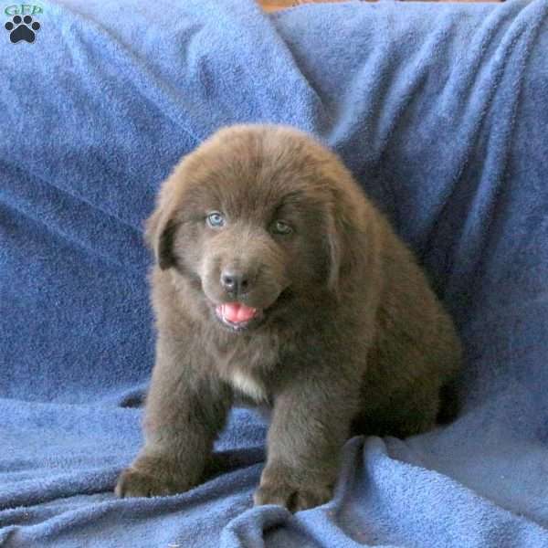 Casty, Newfoundland Puppy