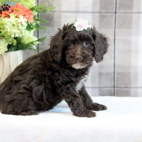 Cathy, Miniature Poodle Puppy