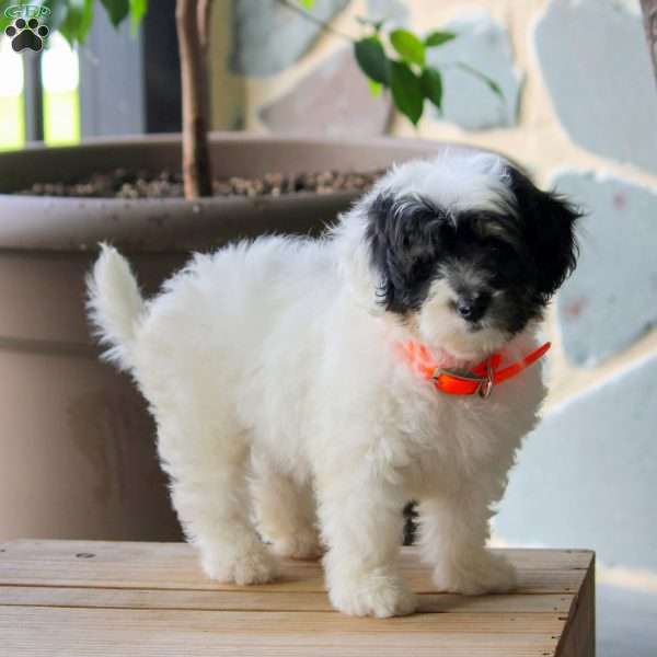 Cathy, Maltipoo Puppy