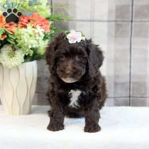 Cathy, Miniature Poodle Puppy