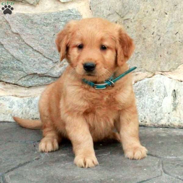 Cato, Golden Retriever Puppy