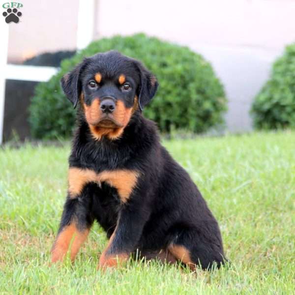 Cayson, Rottweiler Puppy