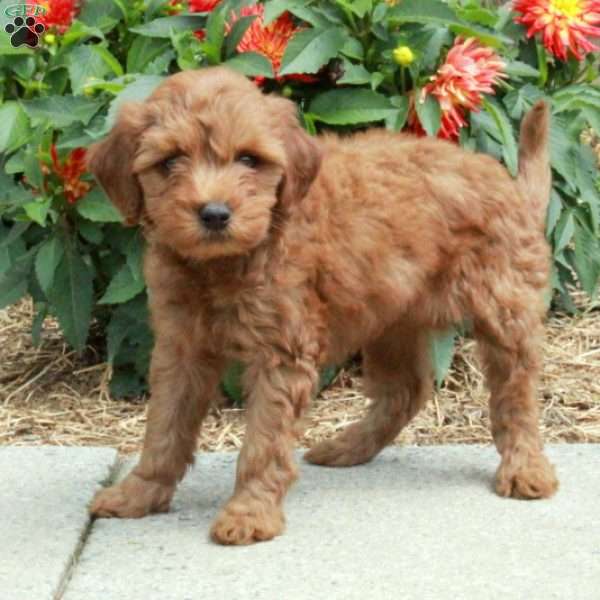 Cecilia, Mini Goldendoodle Puppy