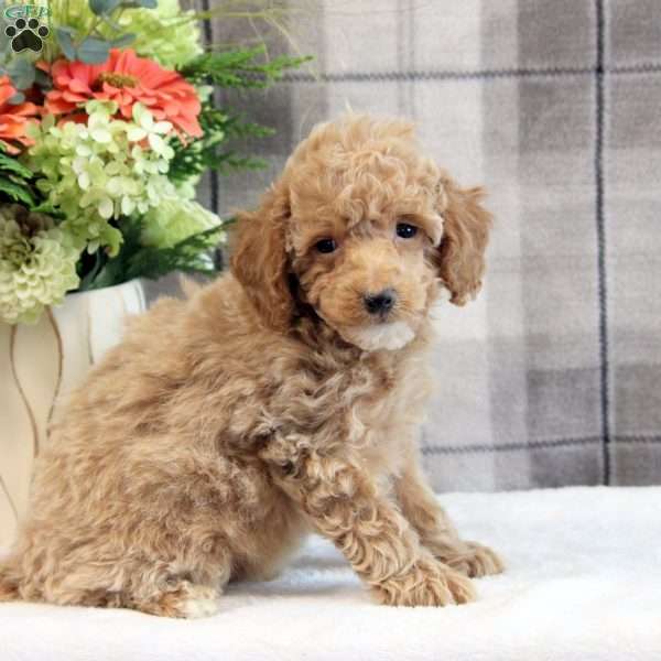 Chad, Miniature Poodle Puppy