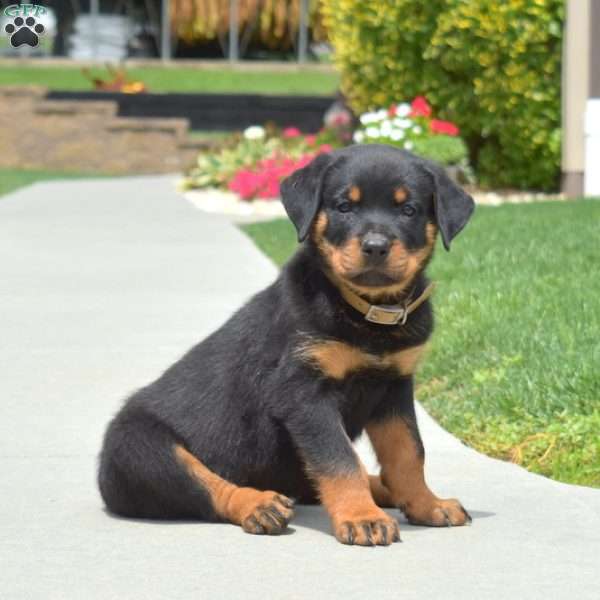 Champ, Rottweiler Puppy