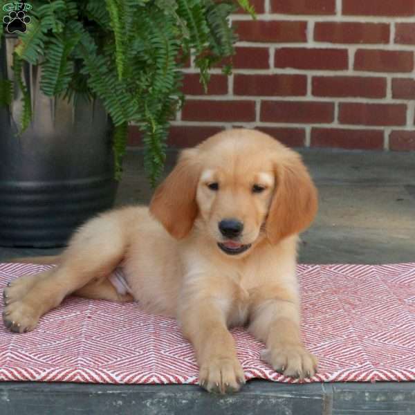 Champ, Golden Retriever Puppy