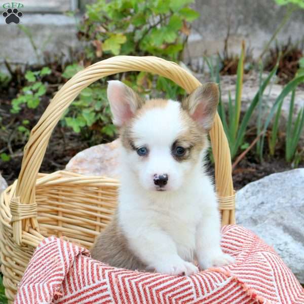 Champ, Pembroke Welsh Corgi Puppy