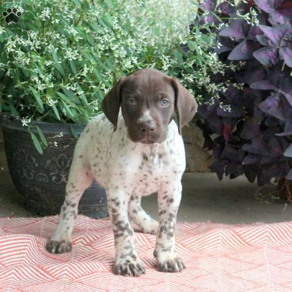 Chance, German Shorthaired Pointer Puppy