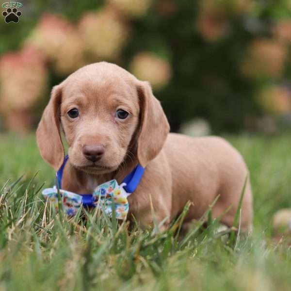 Charlie, Dachshund Puppy