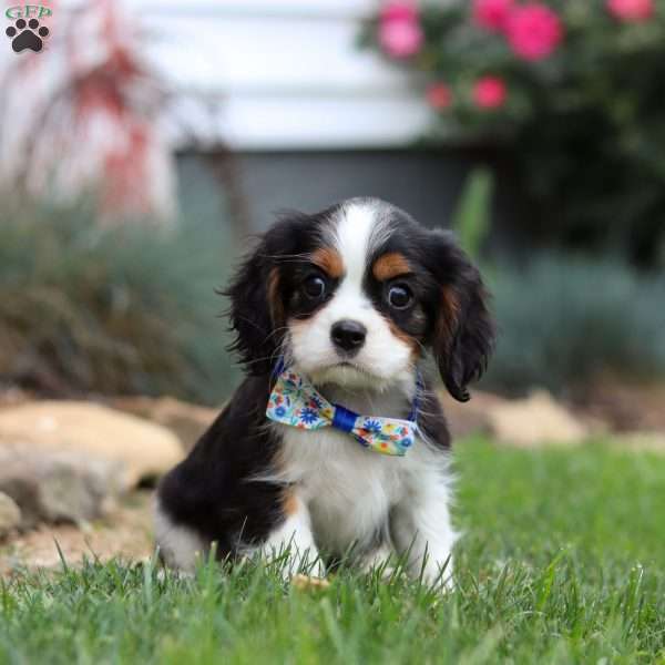 Charlie, Cavalier King Charles Spaniel Puppy