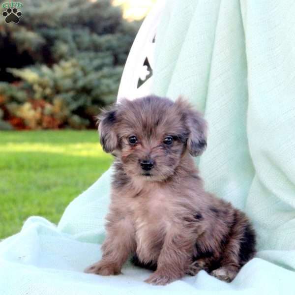 Charlie, Mini Aussiedoodle Puppy