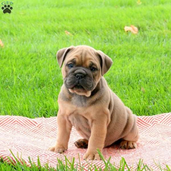 Charlie, Olde English Bulldogge Puppy