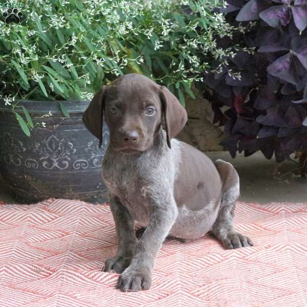 Charlie, German Shorthaired Pointer Puppy