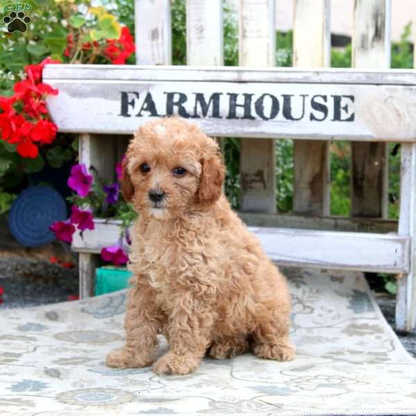 Charlie, Cavapoo Puppy