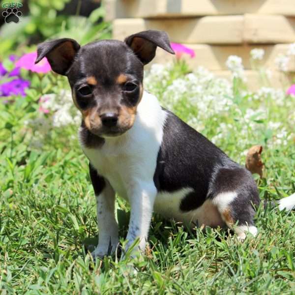 Charm, Smooth Fox Terrier Puppy