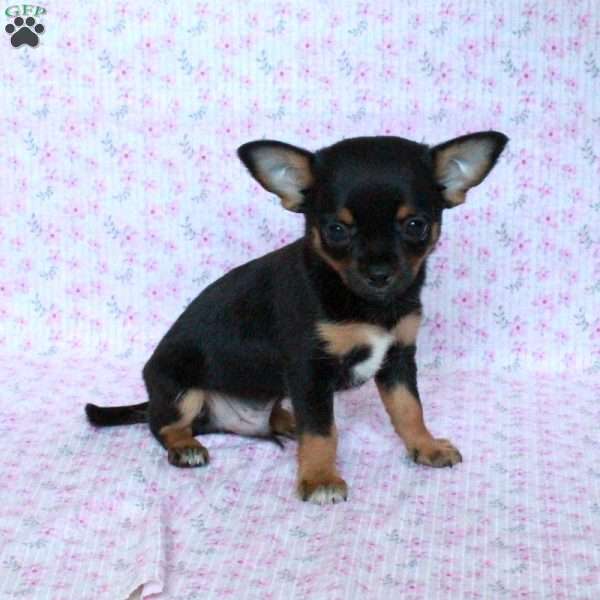 Charming Chipper, Chihuahua Puppy