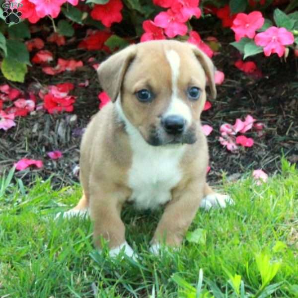 Chase, Welsh Corgi Mix Puppy