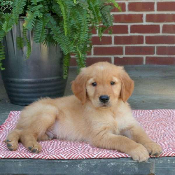 Chase, Golden Retriever Puppy