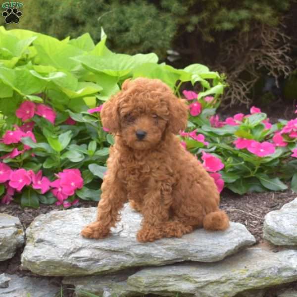 Chase, Toy Poodle Puppy