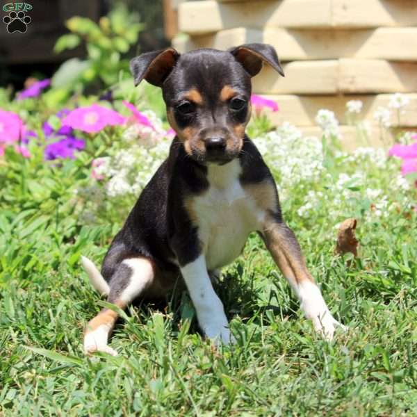 Chase, Smooth Fox Terrier Puppy