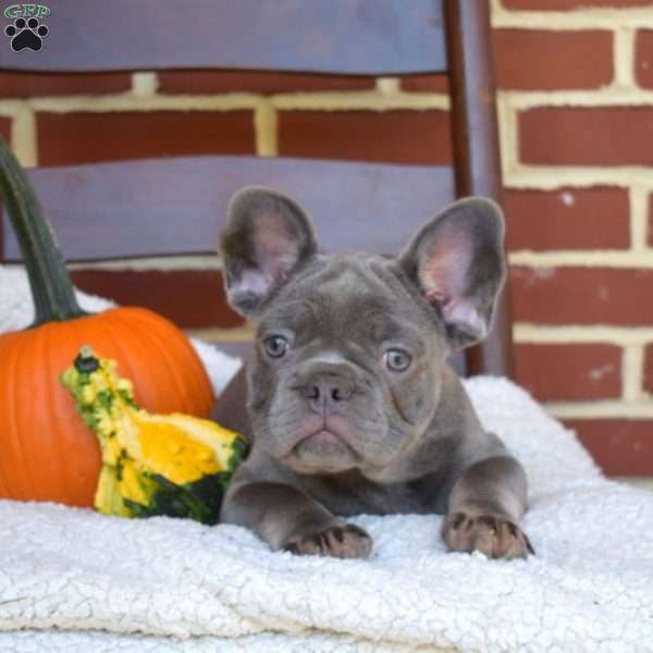 Chase, French Bulldog Puppy