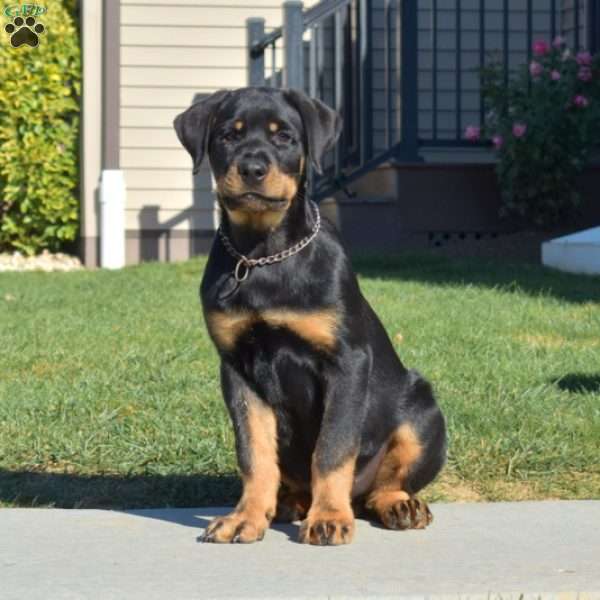 Chase, Rottweiler Puppy