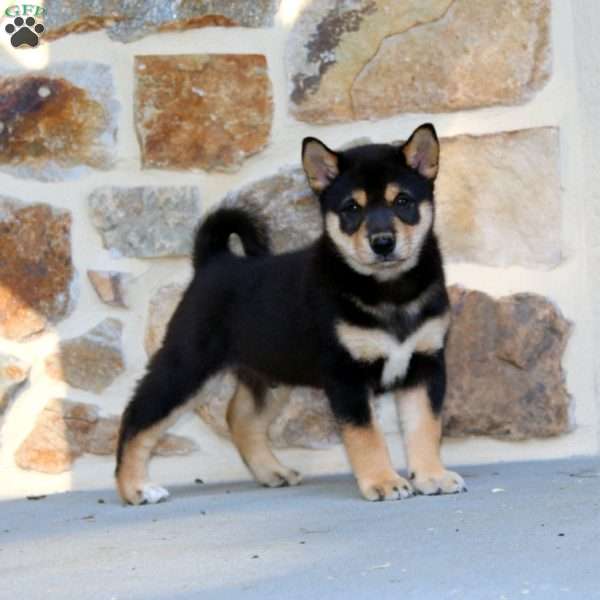 Chase, Shiba Inu Puppy