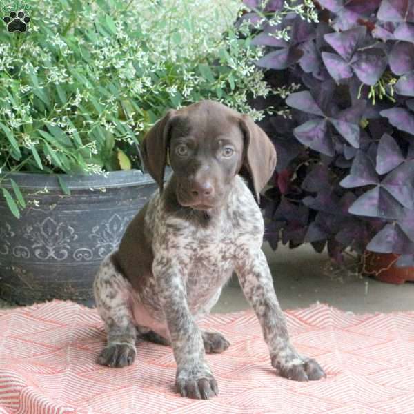 Chaser, German Shorthaired Pointer Puppy