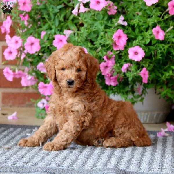 Cherry, Mini Goldendoodle Puppy