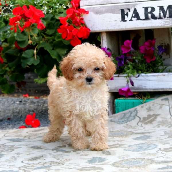 Chester, Cavapoo Puppy